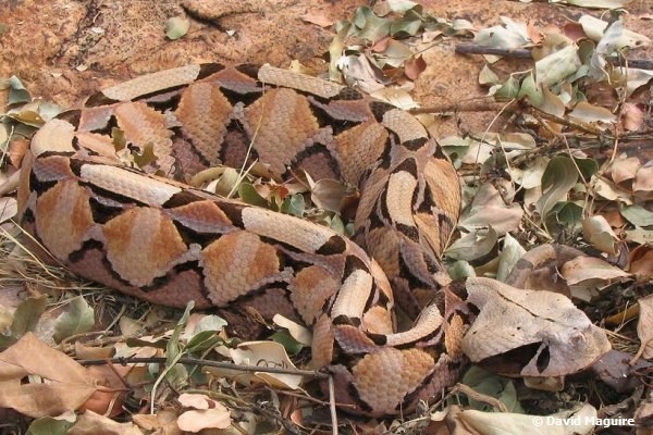 African Saw Scaled Viper Echis_ocellatus_from_Ghana